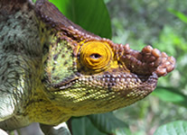 Selling online Photos of Madagascar, Parson s Chameleon at Andasibe Park, Ravo.Madagascar 2015 picture