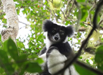 Vente de Photos en ligne, des Photos de Madagascar, l Indri Indri, le plus grand lemurien du monde, Ravo.Madagascar photo 2015