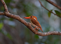 Selling online Photos of Madagascar, Madagascar Pygmy Kingfisher at the Tsingy of Bemaraha National Park, Ravo.Madagascar 2016 picture