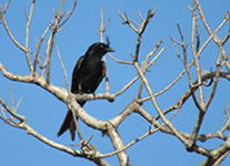 Vente de Photos en ligne, des Photos de Madagascar, Drongo Malagasy dans la foret epineuse d Ifaty, Ravo.Madagascar photo 2019