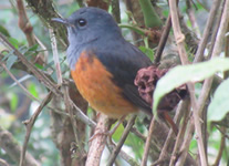 Selling online Photos of Madagascar, Forest Rock Trush at Ranomafana National Park, Ravo.Madagascar 2019 picture