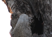 Vente de Photos en ligne, des Photos de Madagascar, ninoxe a sourcils blancs dans le Parc National de Zombitse, Ravo.Madagascar photo 2019