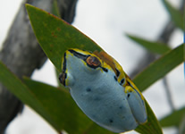 Vente de Photos en ligne, des Photos de Madagascar, grenouille au Palmarium, Ravo.Madagascar photo 2009