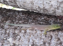 Selling online Photos of Madagascar, Standing s day gecko at Zombitse National Park, Ravo.Madagascar 2019 picture