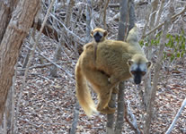 Selling online Photos of Madagascar, brown lemur and its baby at Kirindy dry forest, Ravo.Madagascar 2019 picture