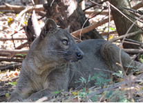 Selling online Photos of Madagascar, fosa carnivorous at Kirindy Park, Ravo.Madagascar 2015 picture