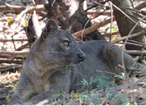 Vente de Photos en ligne, des Photos de Madagascar, fosa, le plus grand carnivore de Madagascar, dans le Parc de Kirindy, Ravo.Madagascar photo 2015