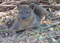 Selling online Photos of Madagascar, fosa carnivorous at Kirindy Park, Ravo.Madagascar 2015 picture