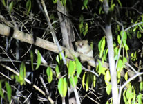 Vente de Photos en ligne, des Photos de Madagascar, microcebe de Madame Berthe dans la foret seche caducifoliee de Kirindy, Ravo.Madagascar photo 2019