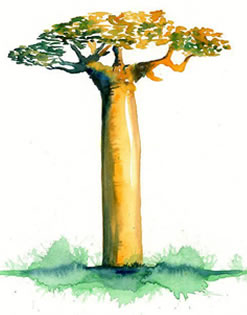 Baobab de Madagascar - Baobab grandidieri