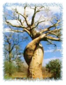 We invite you to experience
the magical island of MADAGASCAR Baobab of Madagascar