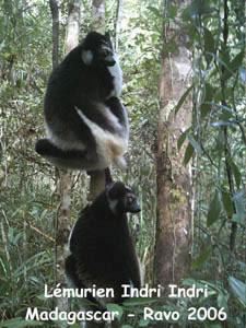 L Indri Indri le plus grand lemurien du monde - Photo Ravo.Madagascar 2006 © webmaster de Pensee Chretienne