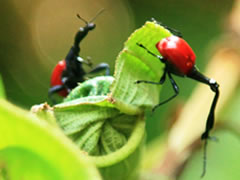 La Confiance, Pensee Chretienne, webmasters Ravo.Madagascar, Raharimanantsoa Pierrette, Ratsimbazafy Liantsoa Jenny