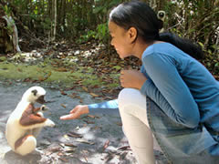 Voyage a Madagascar, la reserve du Palmarium et le lemurien danseur, le Sifaka, sur la photo Liantsoa Jenny Ratsimbazafy - Photo Ravo.Madagascar 2012 © - un site de Pensee Chretienne - webmaster Ravo.Madagascar