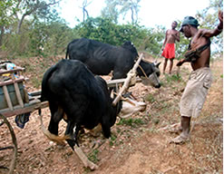 Makay area, zebus-cart, Dahalo, Ravo.Madagascar 2012 picture, Ravo.Madagascar webmaster of Christian thought