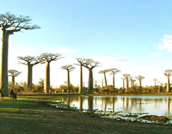 L Ouest de Madagascar, ses Baobabs, ses fameux Tsingy, ses fleuves Manambolo et Tsiribihina - Voyage en pays Sakalava, Madagascar - Photo Ravo.Madagascar 2012 © - une site de Pensee Chretienne, Webmaster Ravo.Madagascar