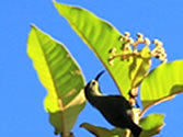 Madagascar Ankarafantsika dry deciduous forest, Ampijoroa Forest Station for Birdwatching passionate people