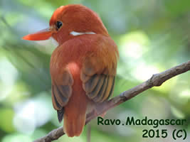 oiseau de Madagascar, un Martin-Chasseur, Le temps est un oiseau ... Réflexion