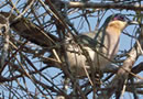Endemic Bird of Madagascar - Running Coua in Ifaty
( South of Madagascar ) - Ravo 2013 picture © Madagascar Ifaty spiny forest for Birdwatching passionate people