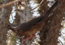 Endemic Bird of Madagascar - Subdesert Mesite in Ifaty
( South of Madagascar ) - Ravo 2013 picture © Madagascar Ifaty spiny forest for Birdwatching passionate people