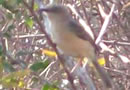 Endemic Bird of Madagascar - Stripe-throated Jery
in Ifaty ( South of Madagascar ) - Ravo 2013 picture © Madagascar Ifaty spiny forest for Birdwatching passionate people