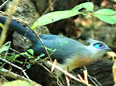 Madagascar Ankarafantsika dry deciduous forest, Ampijoroa Forest Station for Birdwatching passionate people