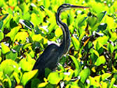 Madagascar Ravelobe lake at Ankarafantsika National Park for Birdwatching passionate people