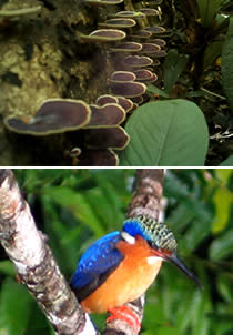 Masoala National Park area and the Madagascar Malachite Kingfisher