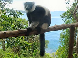 Le Varecia Variegata ou le lémurien Vari
De la famille des Lemuridae se trouve dans la forêt tropicale humide
de l'Est de Madagascar - photo Ravo.Madagascar 2016 © lémuriens de Madagascar, varika, varecia variegata, famille des lemuridae