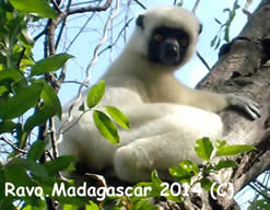 Lemurs of Madagascar, the Sifaka lemur, Ravo.Madagascar pictures