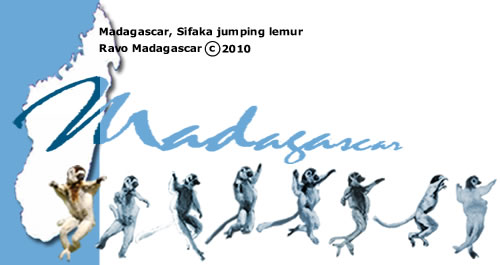 A la decouverte du Sud de Madagascar,
Les lémuriens danseurs, les Sifaka -
Destination Madagascar, le Sud profond Voyage a Madagascar, Parc National Andohahela, Parc National Tsimanampetsotsa, le Sud profond de Madagascar, l Androy et l Anosy - ici le lemurien danseur, le Sifaka
