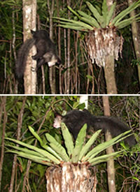 Aye Aye lemur, Madagascar - Photos Ravo.Madagascar