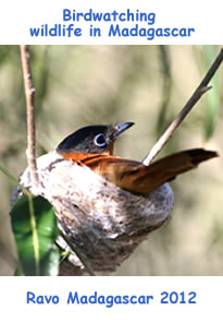 Madagascar, an enchanting island, an authentic country,
which will please you for its diversity
and for its welcoming people - Ravo.Madagascar web site Madagascar a new destination for Birdwatching passionate people