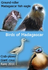 Madagascar a new destination for Birdwatching passionate people