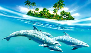 dolphins - to love and to be loved