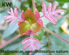 Photo KW © plante de Madagascar, flore de Madagascar, photo de Ratsimbazafy Ramy Solomampionona, KW - Ambohipeno, Ankorona, Antsakaviro, Vakiniadiana