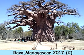 L Ouest de Madagascar, ses Baobabs, ses fameux Tsingy, ses fleuves Manambolo et Tsiribihina - Voyage en pays Sakalava, Madagascar - Photo Ravo.Madagascar 2014 - une site de Pensee Chretienne, Webmaster Ravo.Madagascar
