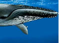 Voyage a Madagascar, Baleine de l ile Sainte Marie
