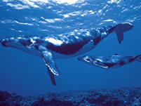 Whales watching in Sainte Marie Island Madagascar, a website of Ravo.Madagascar, webmaster of Christian thought