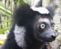 Indri Indri, le plus grand lémurien de Madagascar et le plus grand lémurien du monde - photo Ravo.Madagascar