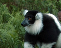 Madagascar, Varecia Variegata, le Vari,
appelé aussi le lémurien noir-et-blanc Voyage a Madagascar, les lemuriens, les cinq familles de lemuriens, un Vari noir et blanc