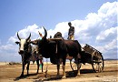 Voyage a Madagascar, le Sud profond de Madagascar, l Androy et l Anosy, Didieraceae et plantes des regions semi-desertiques