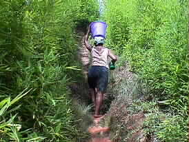 Ambohipeno, Antananarivo, Madagascar, marches
et ruelles - Pensee Chretienne, photo Ravo 2003 © Villages des Hautes Terres centrales, Madagascar - Ambohipeno Ambohimanambola, Ankorona Ambatomanga, Antsakaviro Ankadinandriana - Pensee Chretienne, webmaster Ratsimbazafy Ravo Nomenjanahary, Ravo.Madagascar