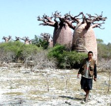 Trip to Madagascar, Tour in Madagascar, Ravo.Madagascar and the Baobabs of Andavadoaka