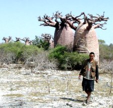 A healthy tree bears good fruit,
but a poor tree bears bad fruit ( Matthew 7 : 17 ) Baobab of Madagascar