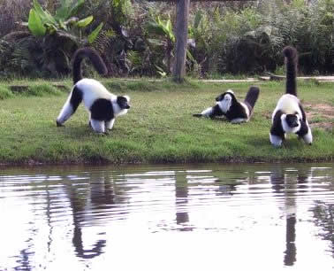 MADAGASCAR, une destination nature. Un voyage qui vous enchantera