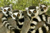 Ring-tailed lemurs Madagascar, Relationship and Friendship, Christian thought