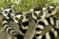 Lemuriens de Madagascar, Voyage a Madagascar, Pensee Chretienne